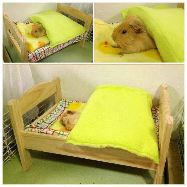 best beddings for guinea pigs