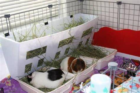 best beddings guinea pigs