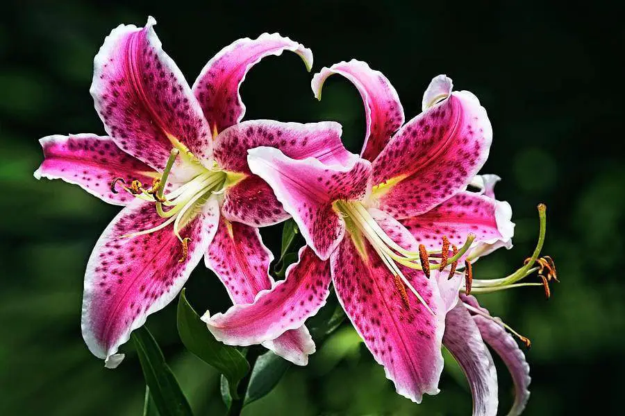stargazer lily
