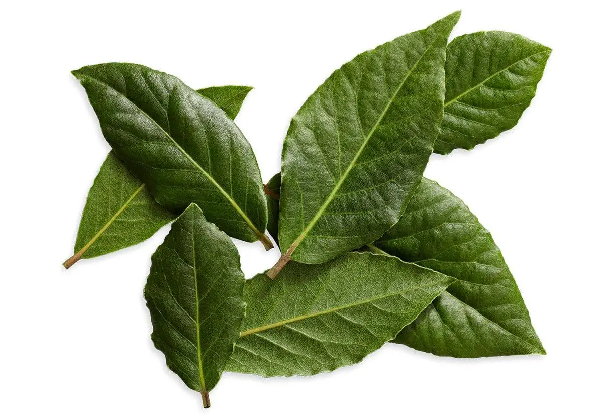 How to dry bay leaves