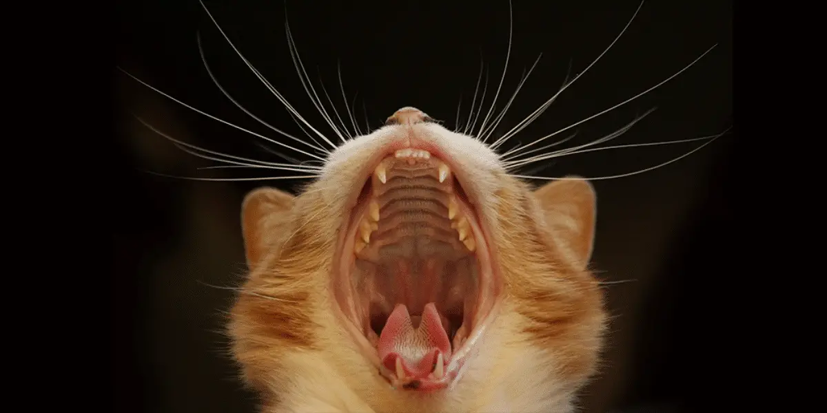 Dental Disease in Cats | International Cat Care