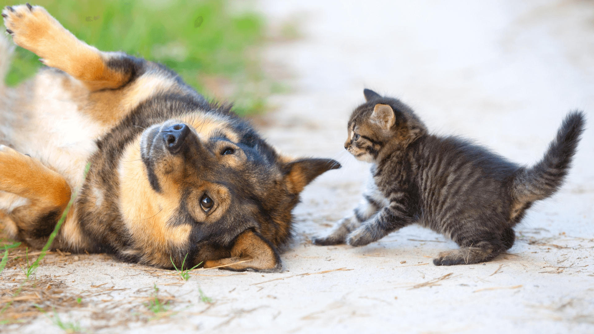 best dogs for cats