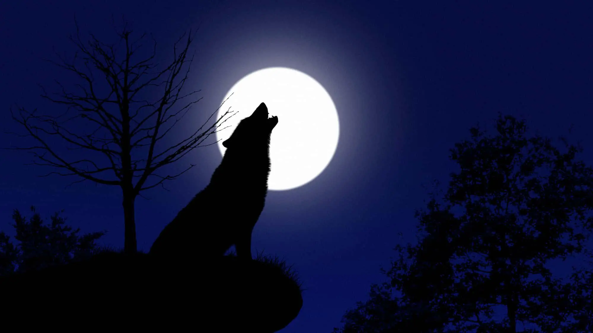 howling-wolf