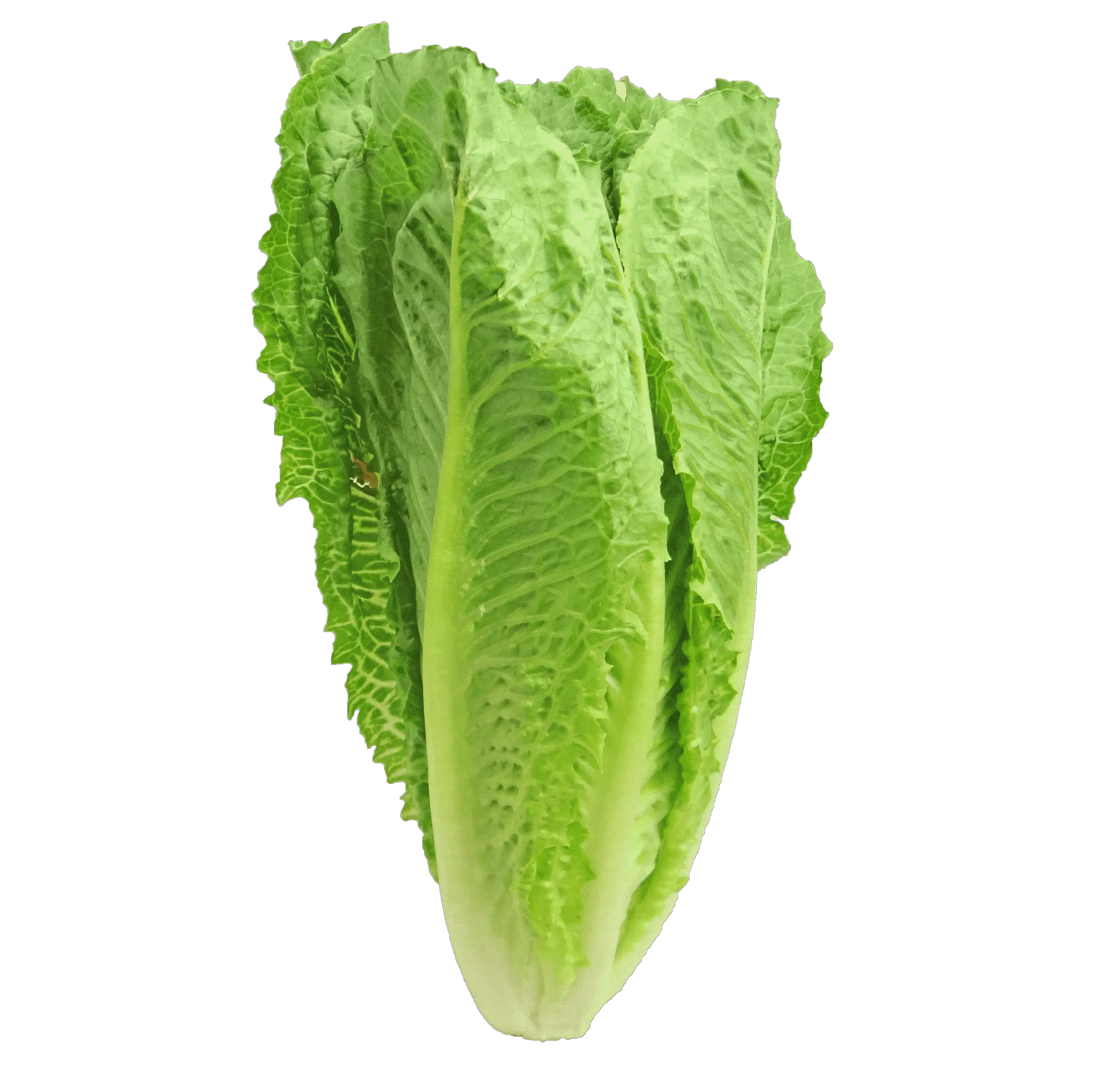 lettuce, romaine, greens
