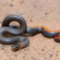 ring neck snake