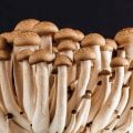 mushrooms, fungi, edible
