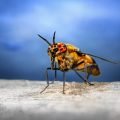 splayed deer fly, horse fly, insect