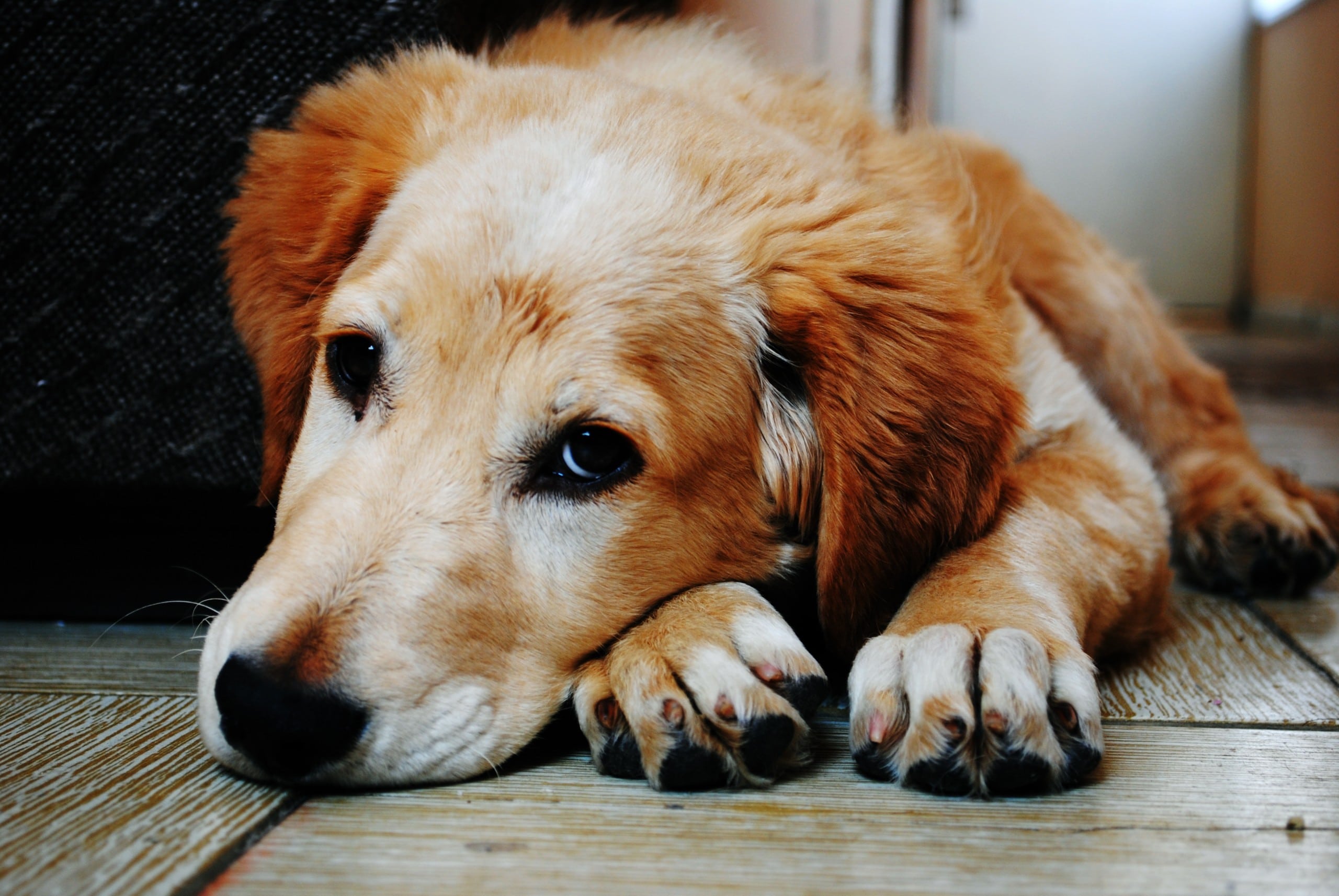 dog, pet, puppy, brucellosis in dogs