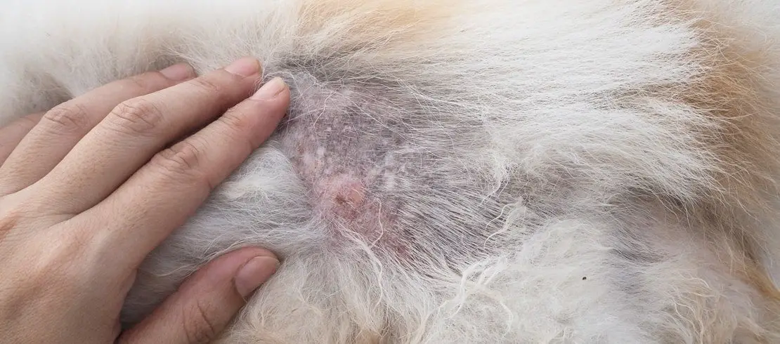 dog losing hair