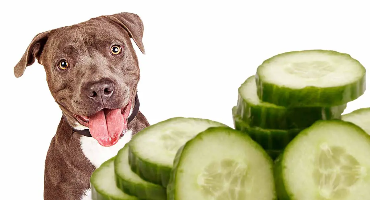 can dogs eat cucumber